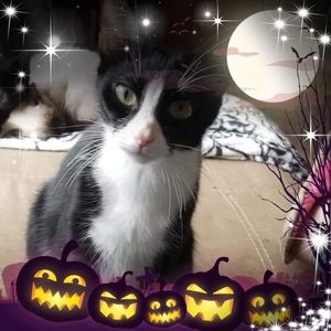 Meet your Posher, Jayme